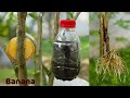 Propagation of hibiscus branch using banana