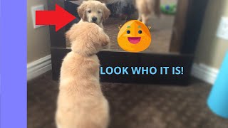 Golden Retriever puppy Bella tries to figure out the mirror by BoomerTube 21,813 views 4 years ago 36 seconds