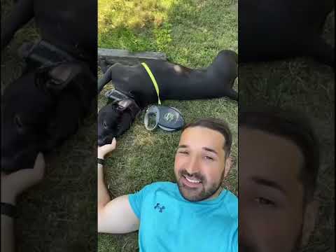 Video: Cum să renunți la un câine, chiar dacă nu vrei: 12 pași