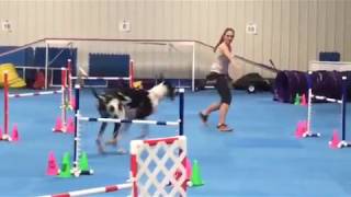 Run #1 at Agility Practice with my Great Dane. Quick course tonight! by Katelyn Key 29 views 6 years ago 51 seconds