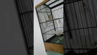 Download Lagu Pancingan cigun paud agar ngeroll panjang MP3