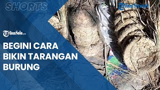 Cara Membuat Tarangan Tempat Burung Bertelur: Gini Rahasianya Supaya Cepet