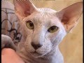 Peterbald Cats の動画、YouTube動画。