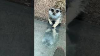 Funny animals #shortvideo #tiktok