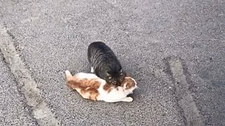 The stray cat is reviving its partner, hit by a car, aiming to safeguard and relocate her to safety. by Paws Bliss Haven 147,513 views 1 month ago 8 minutes, 17 seconds