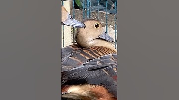 Lesser whistling duck #ducklings #duck #whistlingduck #pjrplabon