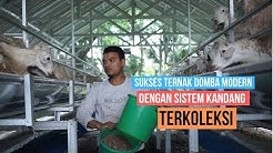 Sukses Beternak Kambing Domba Modern Dengan Managemen Kandang Terkoleksi ! SinatriaFarm - Durasi: 13.16. 