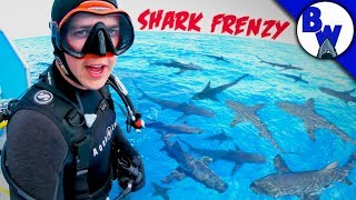 Diving Into A Shark Frenzy