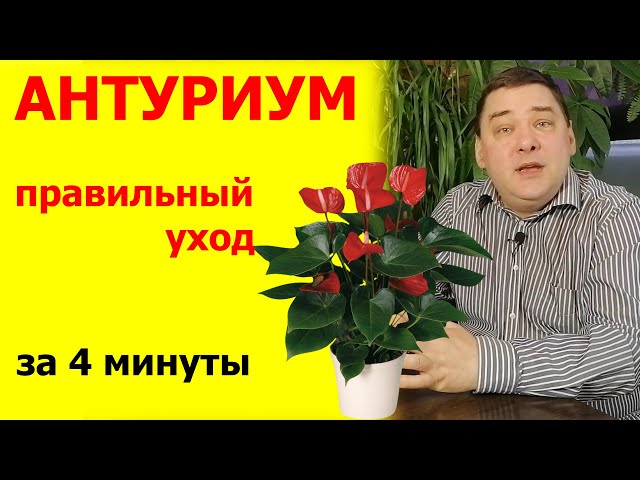 Антуриум: уход в домашних условиях