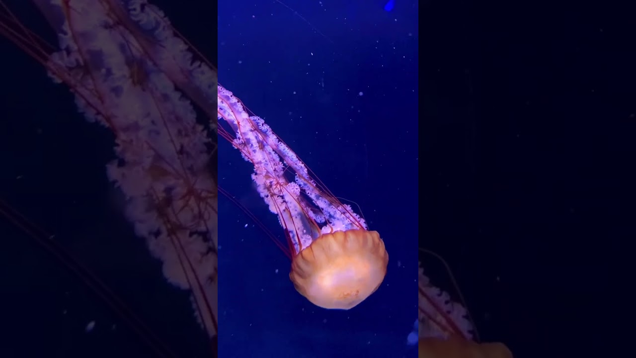 Jellyfish at the Paris Aquarium 