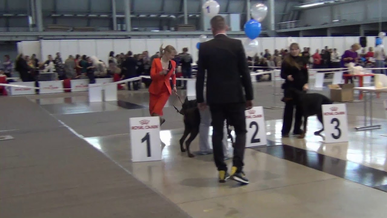 CACIB "ЕКАТЕРИНБУРГ XXI ВЕК" Екатеринбург 03.12.2017 доберманы