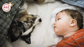 Funny Dogs Protecting Babies Compilation 2019