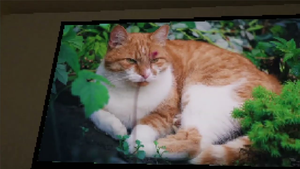 Ноунейм залез в дом │ The Earl Street Massacre