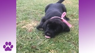 Clumsy Puppies | Dog Compilation by AFV PETS 11,841 views 3 years ago 6 minutes, 26 seconds