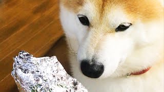 焼き芋調査員の柴犬