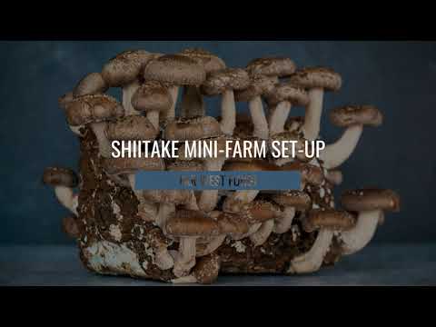 Shiitake Grow Kit Set Up | The Easy & Fast Way To Your Own Mushroom Farm