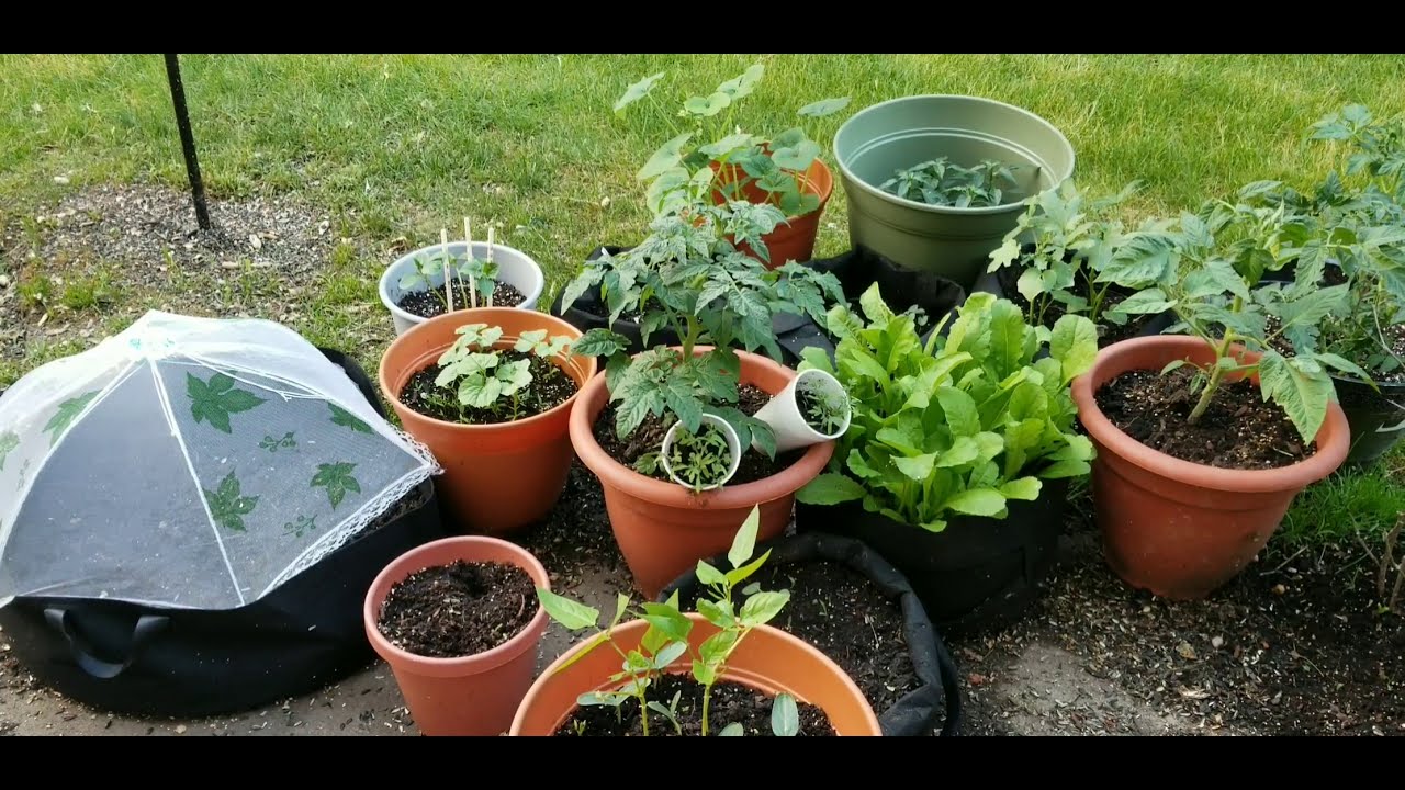 Summer Gardening In Ohio Joy of producing own food YouTube