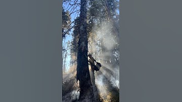 Hazard Tree Falling 2024 Fire Season.