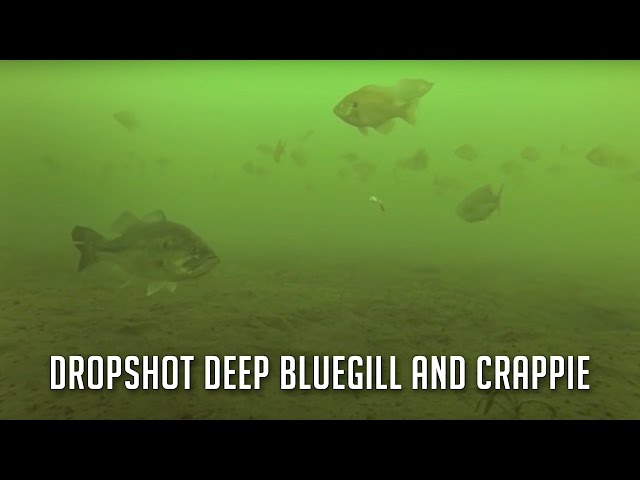 Drop Shot Fishing for Deep Crappie and Bluegill 