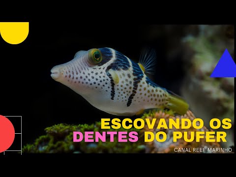 PUFER VALENTINI BRUSHING YOUR TEETH! HOW TO BRUSH THE FISH TEETH? MARINE AQUARIUM