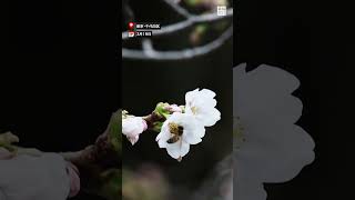 東京で桜開花 靖国神社で61輪 平年より5日早く#桜 #サクラ #毎日新聞 #shorts