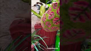 #Dieffenbachia/dumbcane propagation by cuttings#homegardening#balconygardening#youtubrshots