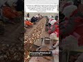 Processing Patatos at Dedication scale