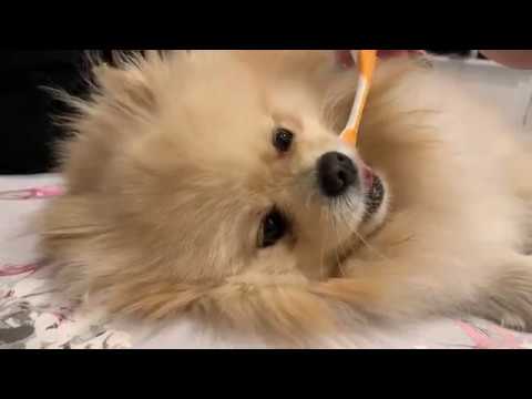 pomeranian toothbrush