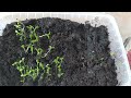 Как вырастить хризантемы из семян.