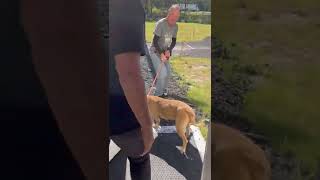 Teaching Glynn County Animal Services employees/volunteers how to remove a fearful dog from a kennel