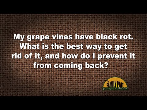 Video: Bolezen črne gnilobe grozdja - Kako shraniti grozdje s črno gnilobo