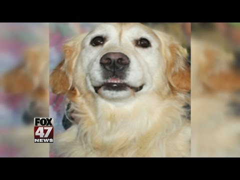 Michigan dog hailed a hero for saving owner from freezing to death