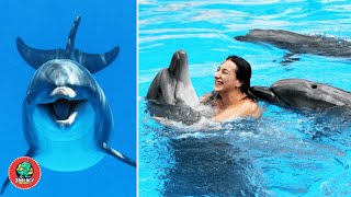 Are Dolphins Smarter Than Us? | Amazing Facts About Dolphins