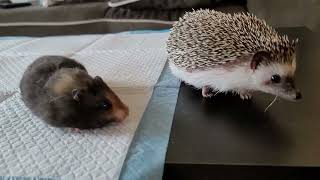 Hedgehog vs Hamster - Who took the first bite? ( watch till the end )