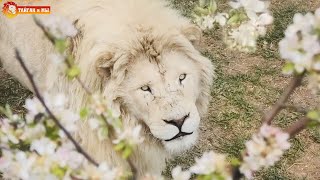 Как живут львы в условиях карантина. Лола на сносях. Тайган. How lions live in quarantine. Taigan