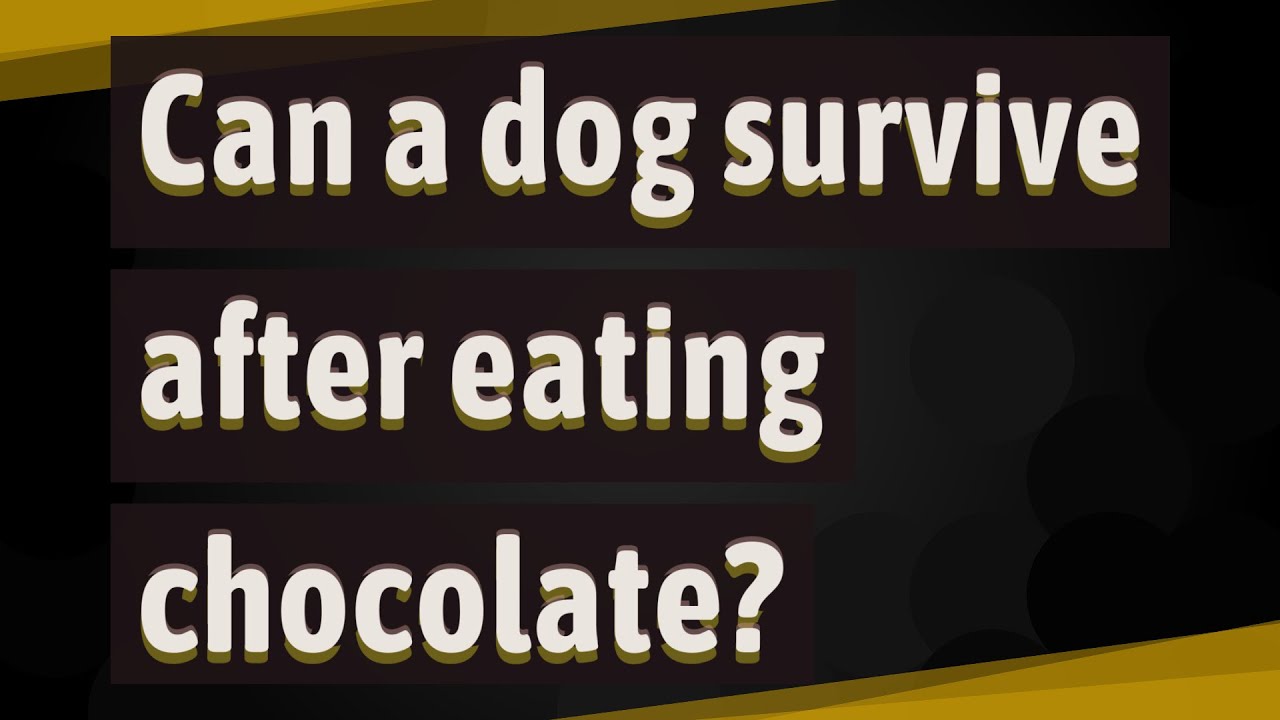 can a dog survive after eating chocolate