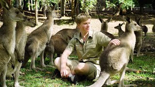 Australia Zoo Has Re-Opened