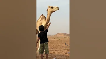 ناقه وضح 