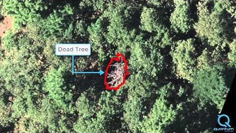 Identification of Dead and Failed Vegetation