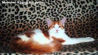 Котята Мейн Кун в Митино -- Питомник Котята Мейн Кун в Митино -- Питомник