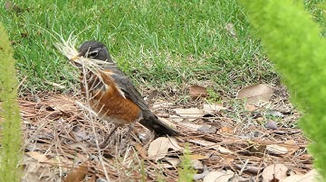 Robin gathering nest materials