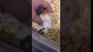Squeaking hamster