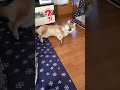 自衛隊犬に起床ラッパドッキリ#shorts #tiktok #柴犬