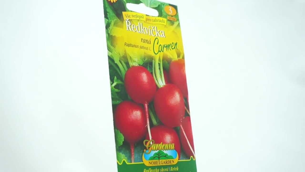Ředkvička červená raná Carmen
