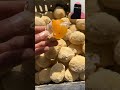 بيض صيني بيض صيني