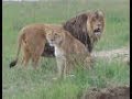 Mile High Jungle Panama Lion Rescue