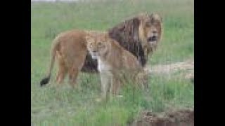 Mile High Jungle Panama Lion Rescue