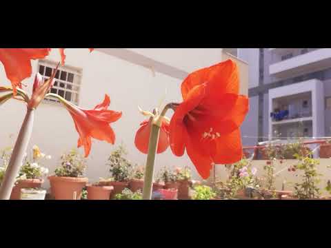 Video: Lule Amaryllis të zbehura - Këshilla për Kujdesin për Bimët e Amaryllis pas lulëzimit