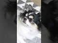 DiNg DONg рџ Ђрџ ївњЁ DiNg DONg рџ Ђрџ ївњЁ