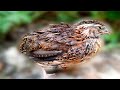 Common Quail 